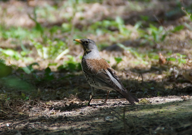 舍时